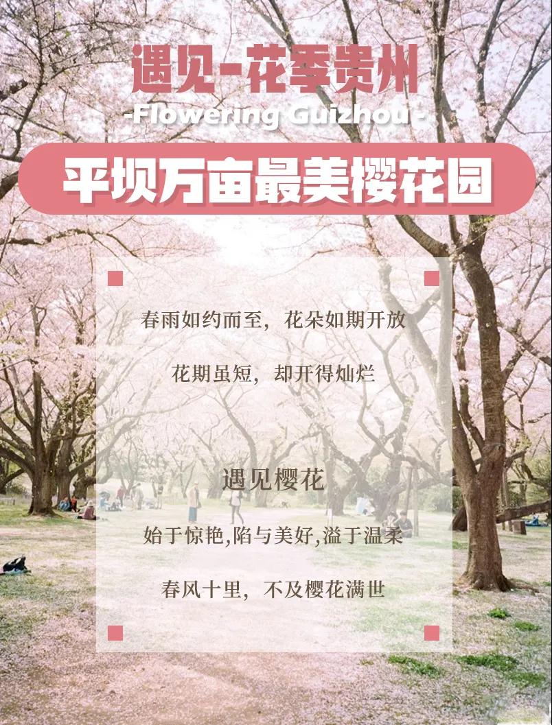 2022花季相约贵州|平坝安顺桃花岛最美樱花园黄果树瀑布赏花4日摄影游！